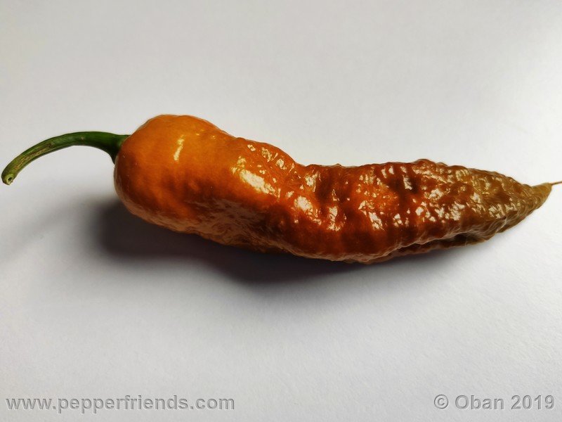 bhut-jolokia-solid-gold_001_frutto_89.jpg