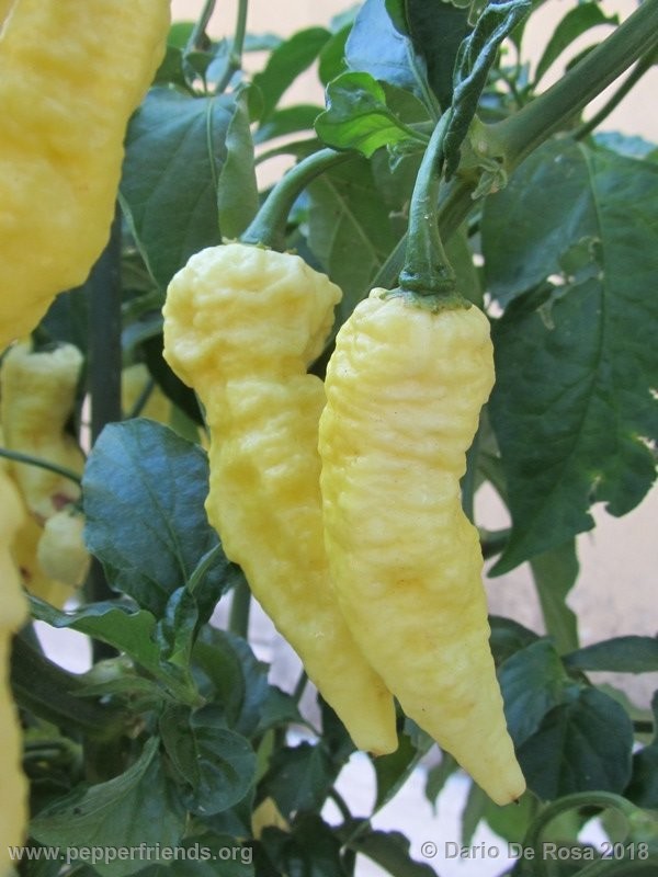 bhut-jolokia-white_001_11_IMG_5343.JPG.95f0b302989b80d0deb44b63f6608002.JPG.29c6b655b5f5c5b33d3234793ee84307.JPG