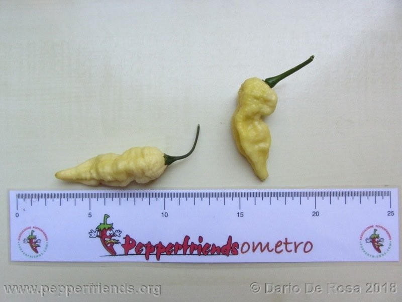 bhut-jolokia-white_001_12_IMG_5391.JPG.3cb1fef2575be0b10ba666a721188b06.JPG.62fd89d154d40403464ceb77f6fc5b2b.JPG