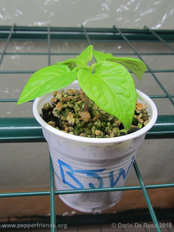 bhut-jolokia-white_001_2_IMG_5132.JPG.53ac69d3e3de533c3f133158804092e9.JPG.fd5a25c53ef4b06fbdb5ca74e9576a80.JPG