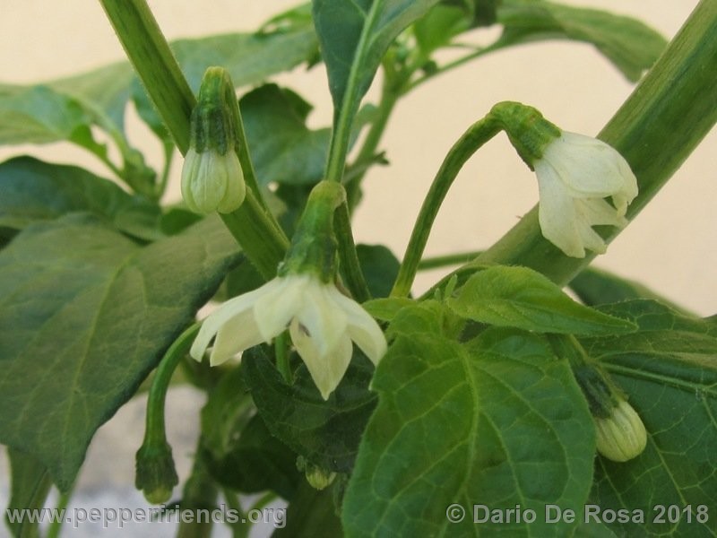 bhut-jolokia-white_001_4_IMG_5174.JPG.691b52e0257bb336e2079649780d633a.JPG.d061c2d990b89fb6dd781be6c47d2175.JPG