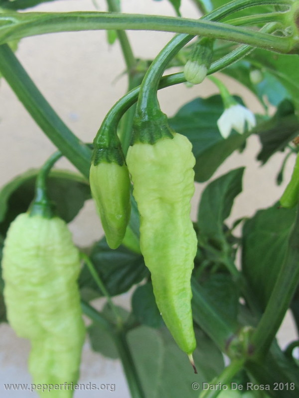 bhut-jolokia-white_001_5_IMG_5228.JPG.571fd97ea91d801bb600b652ebc60fd2.JPG.70757834afccfda56566dfdbf3a81dc0.JPG