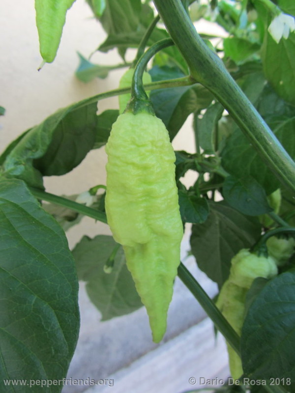 bhut-jolokia-white_001_6_IMG_5229.JPG.e8ba954e7ec479a8f6edbe6eaa913584.JPG.1ed9cea1c80c4500cff74fbae1e80928.JPG