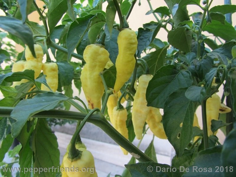 bhut-jolokia-white_001_9_IMG_5340.JPG.722e4ee04a0304007a547986b6367271.JPG.156e87a7e3e3ee6d430c974f1e740d1c.JPG