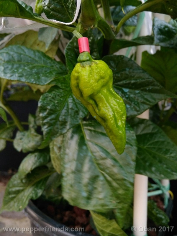 bhut-jolokia-yellow_001_frutto_05.jpg