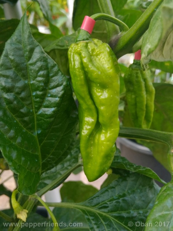 bhut-jolokia-yellow_001_frutto_06.jpg