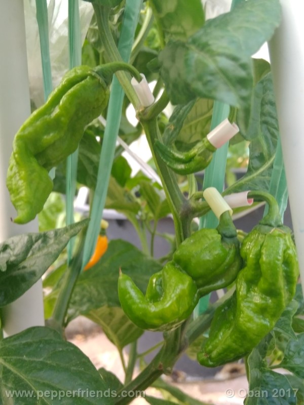 bhut-jolokia-yellow_001_frutto_08.jpg