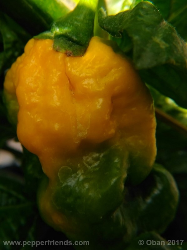 bhut-jolokia-yellow_001_frutto_09.jpg