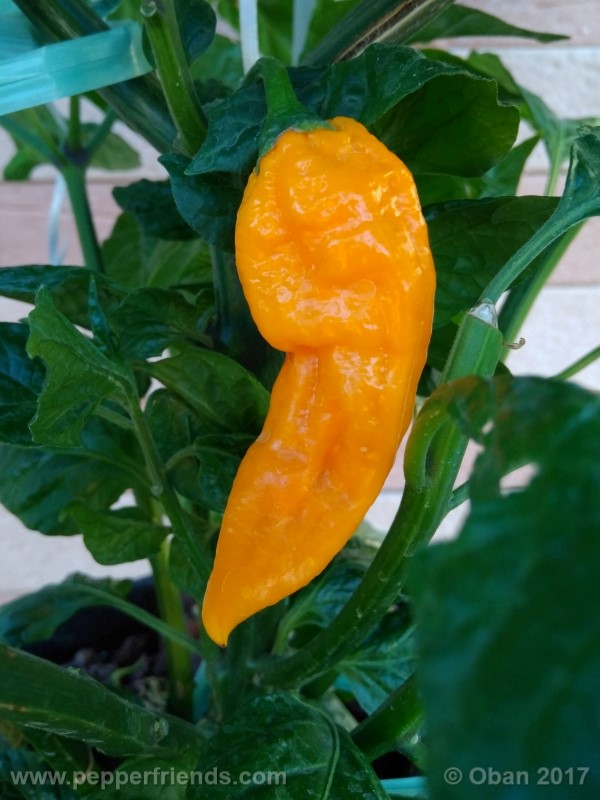 bhut-jolokia-yellow_001_frutto_10.jpg