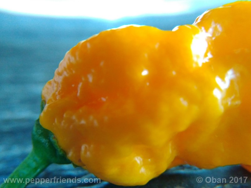 bhut-jolokia-yellow_001_frutto_11.jpg