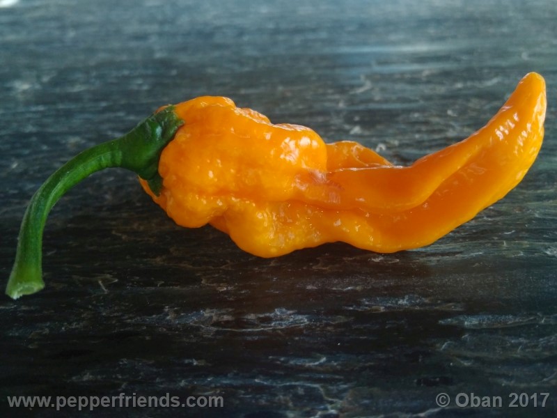 bhut-jolokia-yellow_001_frutto_12.jpg