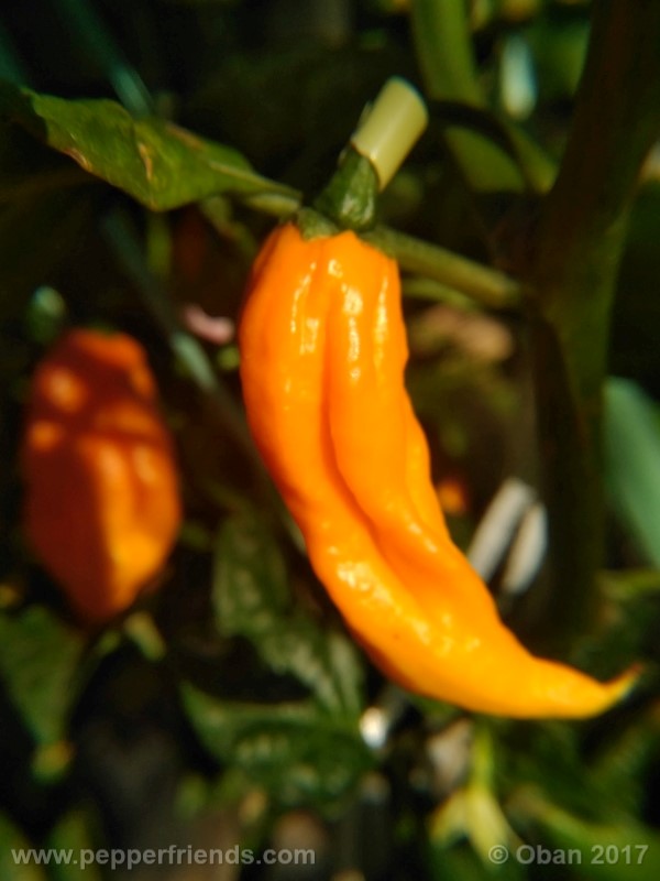 bhut-jolokia-yellow_001_frutto_14.jpg