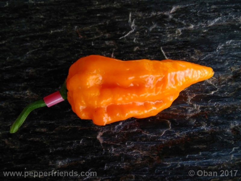 bhut-jolokia-yellow_001_frutto_15.jpg