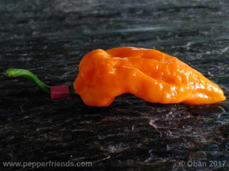 bhut-jolokia-yellow_001_frutto_16.jpg