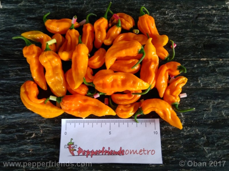 https://www.pepperfriends.org/uploads/bhut-jolokia-yellow/001/bhut-jolokia-yellow_001_frutto_18.jpg