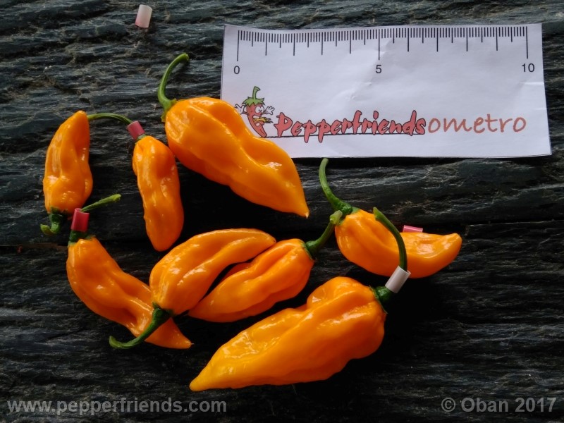 bhut-jolokia-yellow_001_frutto_20.jpg