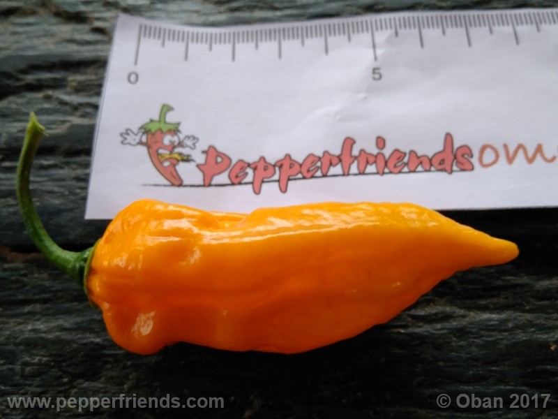 bhut-jolokia-yellow_001_frutto_21.jpg