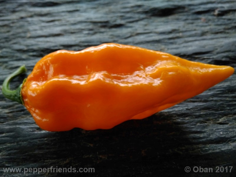 bhut-jolokia-yellow_001_frutto_22.jpg