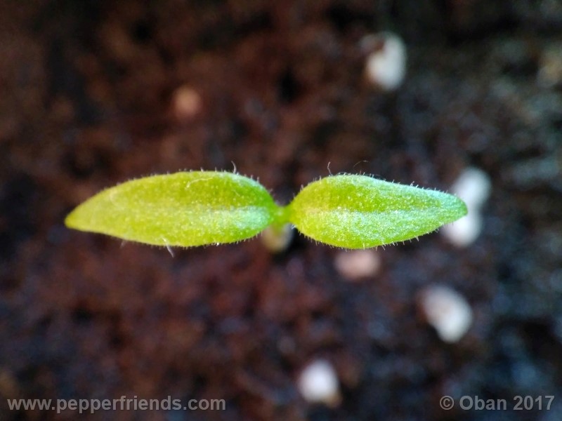 bhut-jolokia-yellow_001_pianta_01.jpg