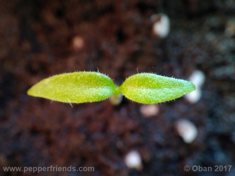 bhut-jolokia-yellow_001_pianta_01.jpg