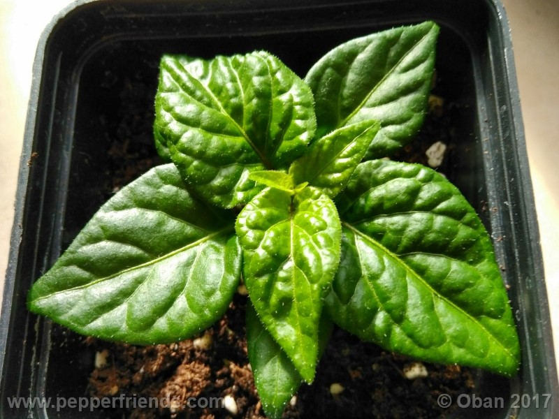 bhut-jolokia-yellow_001_pianta_05.jpg