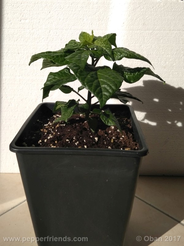 bhut-jolokia-yellow_001_pianta_07.jpg