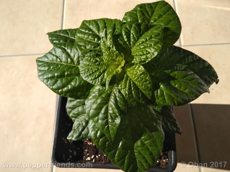 bhut-jolokia-yellow_001_pianta_08.jpg