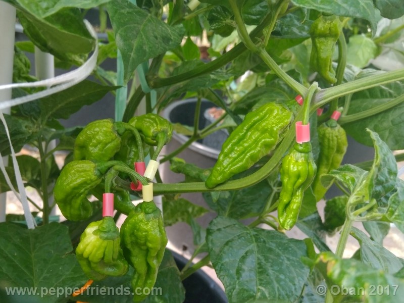 bhut-jolokia-yellow_001_pianta_21.jpg