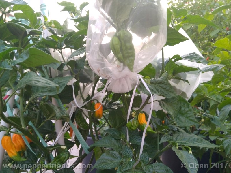 bhut-jolokia-yellow_001_pianta_22.jpg