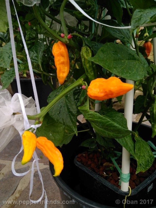 bhut-jolokia-yellow_001_pianta_23.jpg