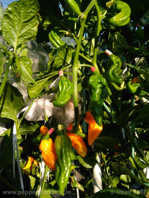 bhut-jolokia-yellow_001_pianta_24.jpg