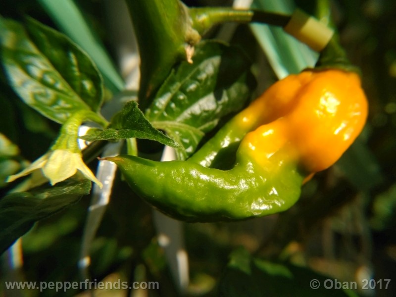 bhut-jolokia-yellow_001_pianta_25.jpg