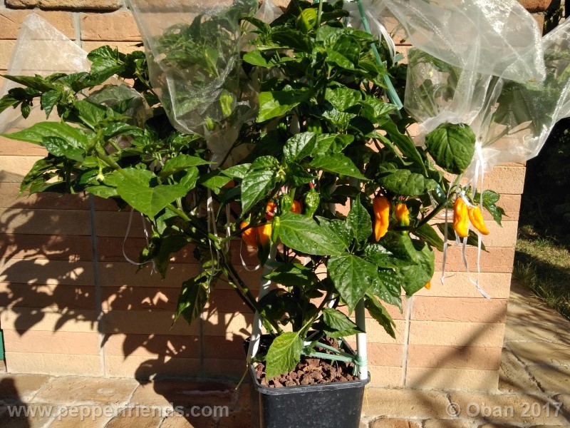 bhut-jolokia-yellow_001_pianta_26.jpg