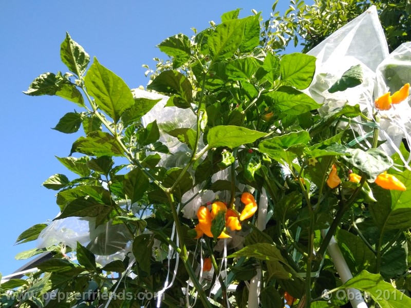 bhut-jolokia-yellow_001_pianta_27.jpg