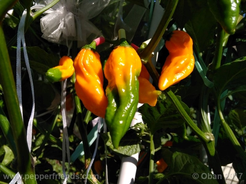 bhut-jolokia-yellow_001_pianta_28.jpg