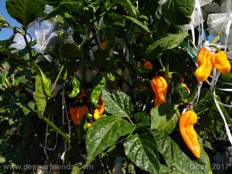 bhut-jolokia-yellow_001_pianta_29.jpg