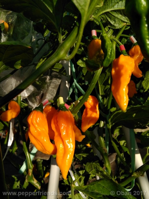 bhut-jolokia-yellow_001_pianta_30.jpg