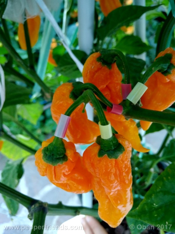 bhut-jolokia-yellow_001_pianta_31.jpg