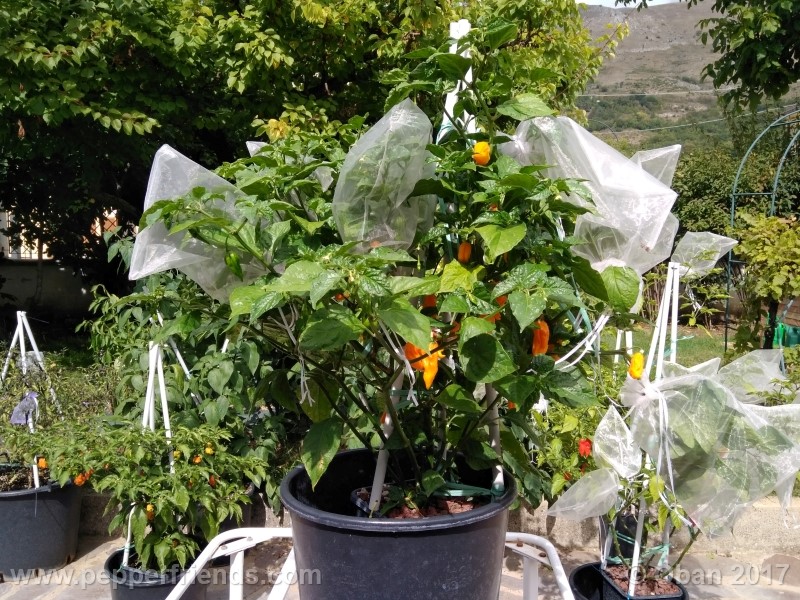 bhut-jolokia-yellow_001_pianta_33.jpg