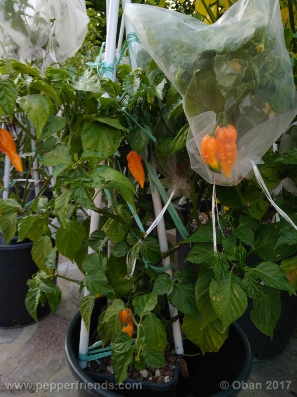 bhut-jolokia-yellow_001_pianta_34.jpg