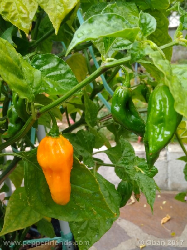 bhut-jolokia-yellow_001_pianta_35.jpg