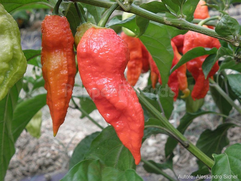 Bhut Jolokia