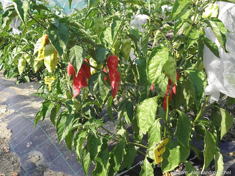 bhut-jolokia_001_pianta_01.jpg