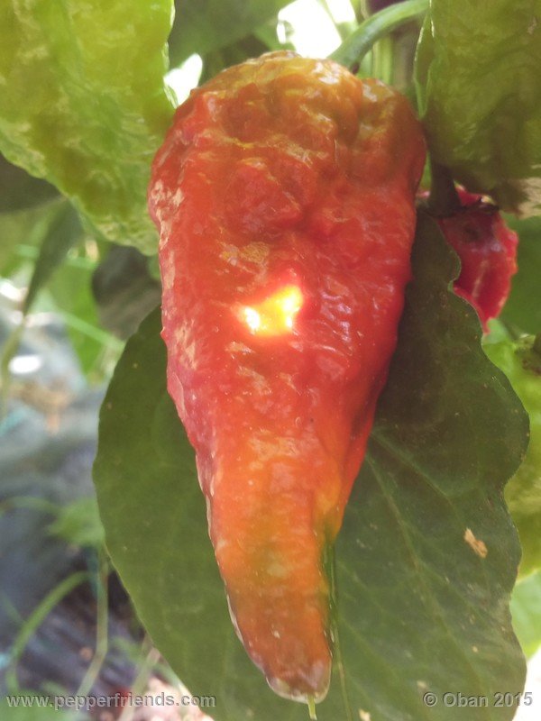 bhut-jolokia_002_frutto_04.jpg