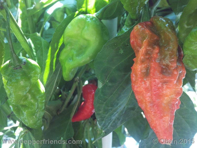 bhut-jolokia_002_frutto_05.jpg