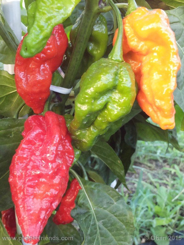 bhut-jolokia_002_frutto_06.jpg