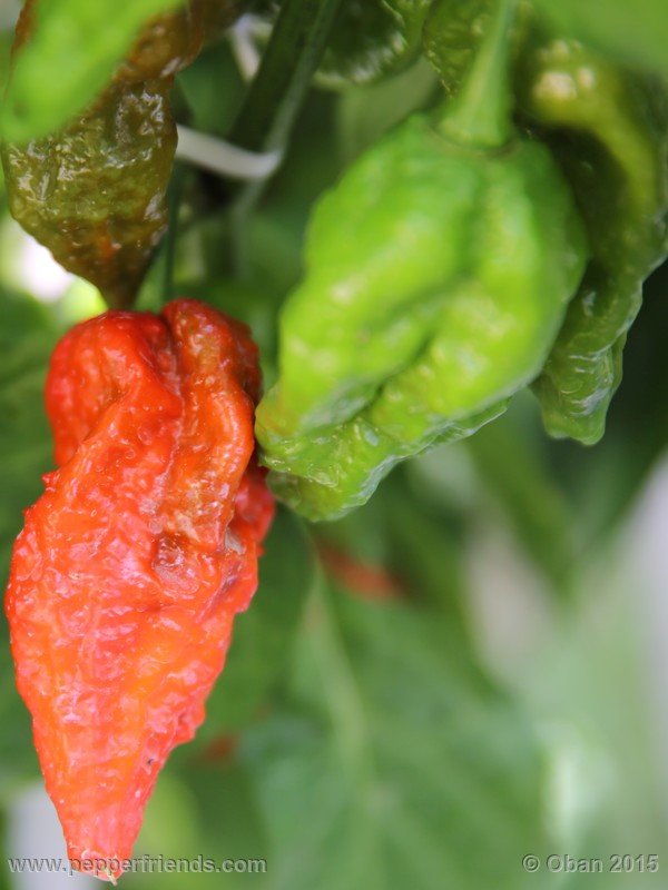 bhut-jolokia_002_frutto_07.JPG.8c5935c35425062dffac23a1a3702aac.JPG