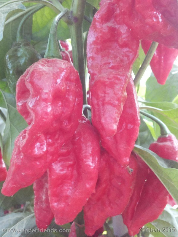 bhut-jolokia_002_frutto_08.jpg