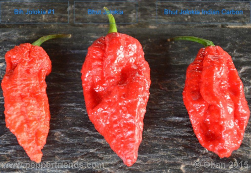 bhut-jolokia_002_frutto_09.jpg