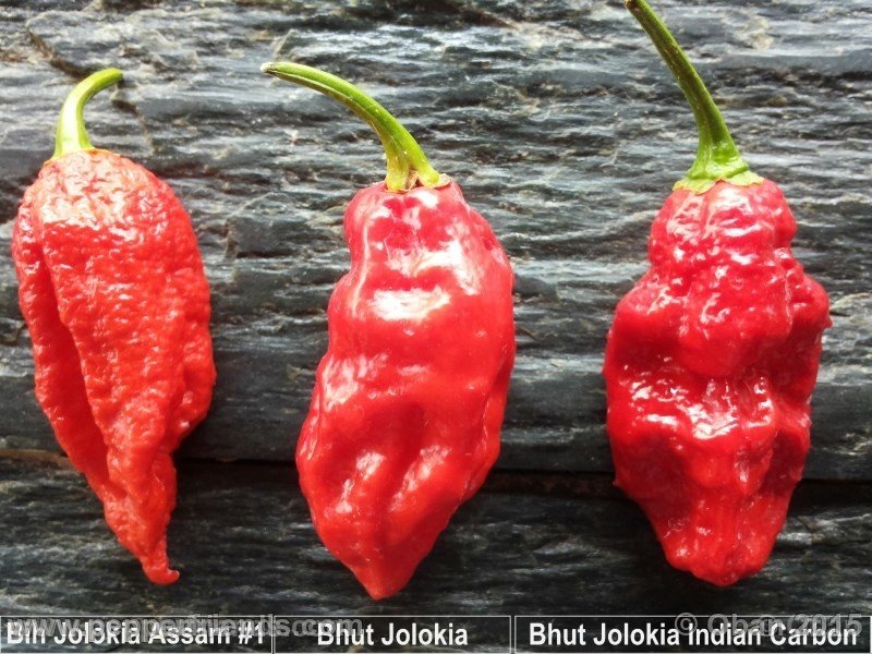 bhut-jolokia_002_frutto_10.jpg